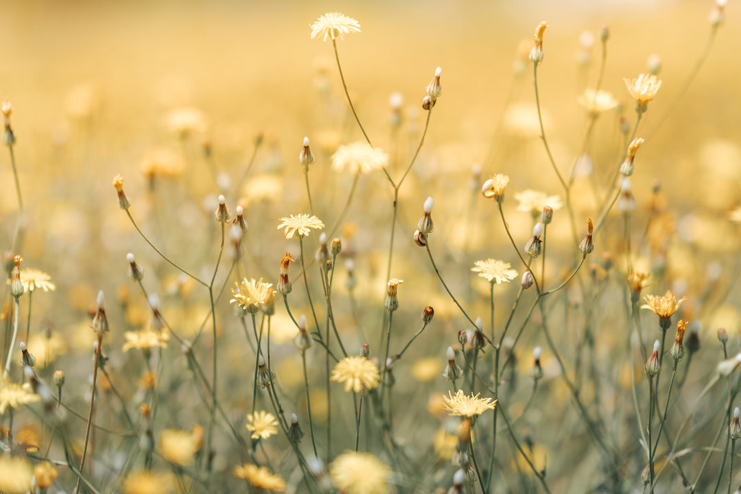 A field of chamomile flowers, an ingredient in Wild Hunt Bitters.