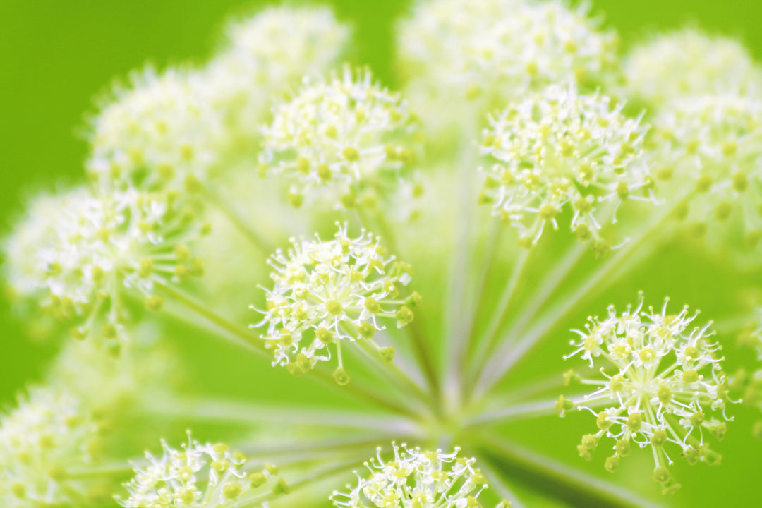 Close up of yarrow plant flowers, an ingredient in Exorcism Bitters.