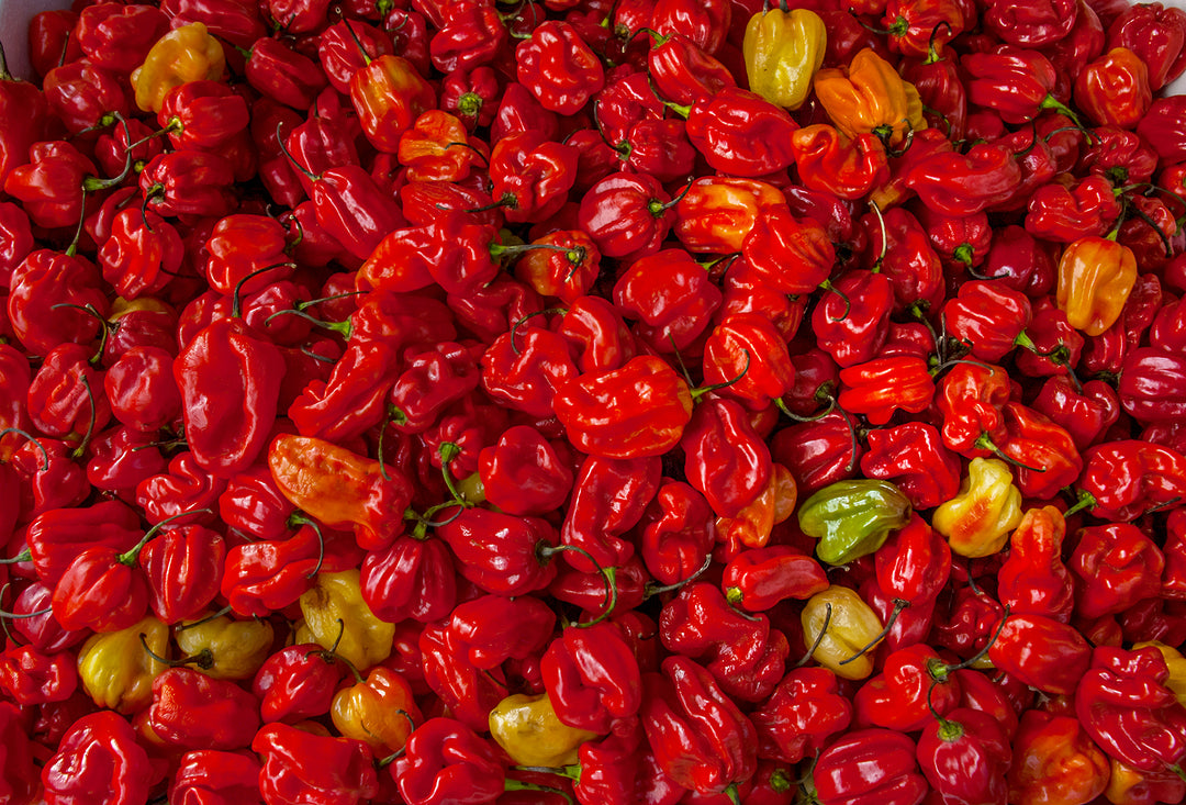 An epic amount of chili peppers, an ingredient in Scorpion Bitters.
