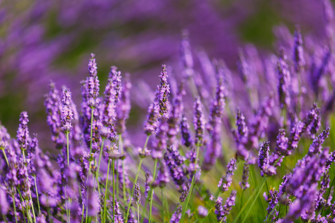 Close up image of a field of lavender.