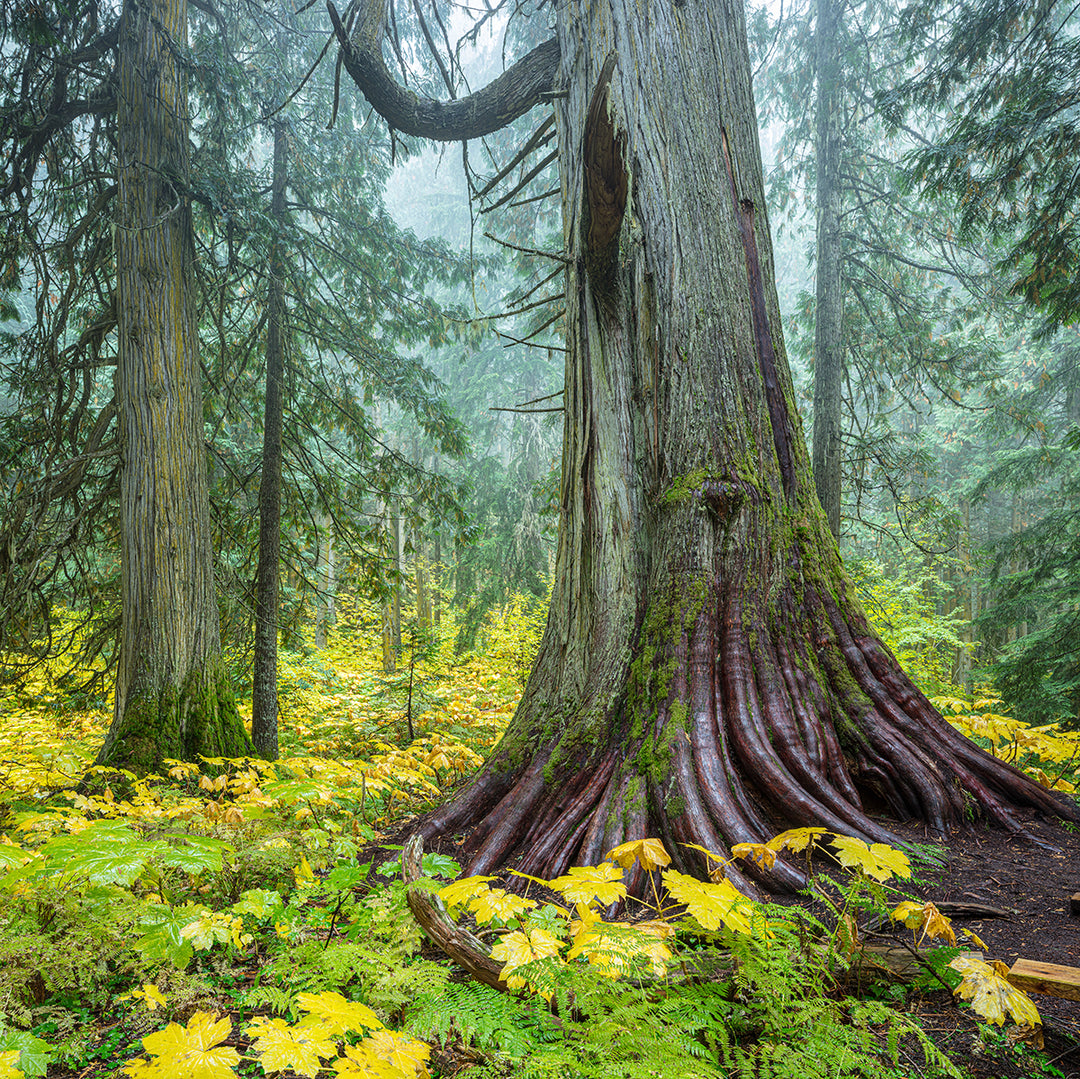 A wild mossy woodland that embodies the flavors found in Wild Hunt Bitters.