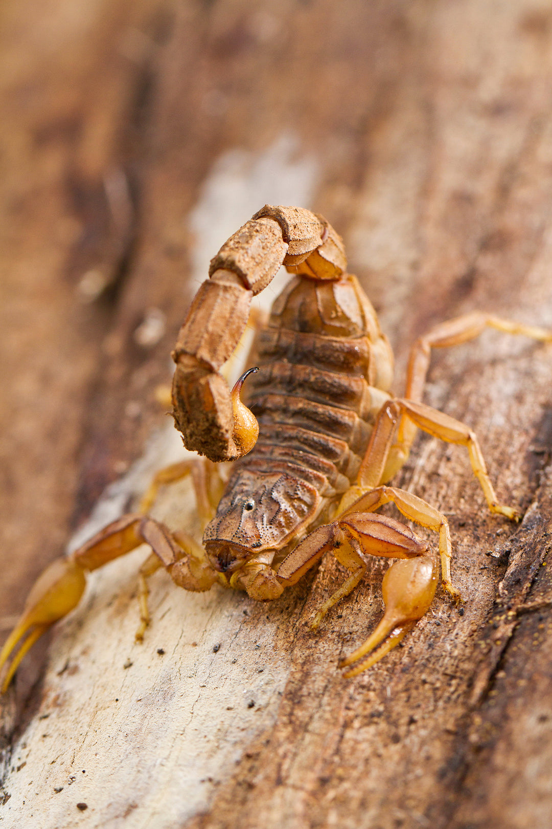  A real manchurian scorpion, an ingredient in Original Scorpion Bitters.